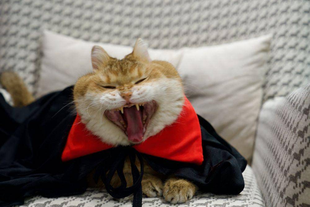 kucing memakai kostum drakula (twitter.com/Hosico cat)