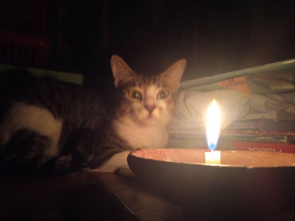 kucing ngepet (twitter.com/Nada)