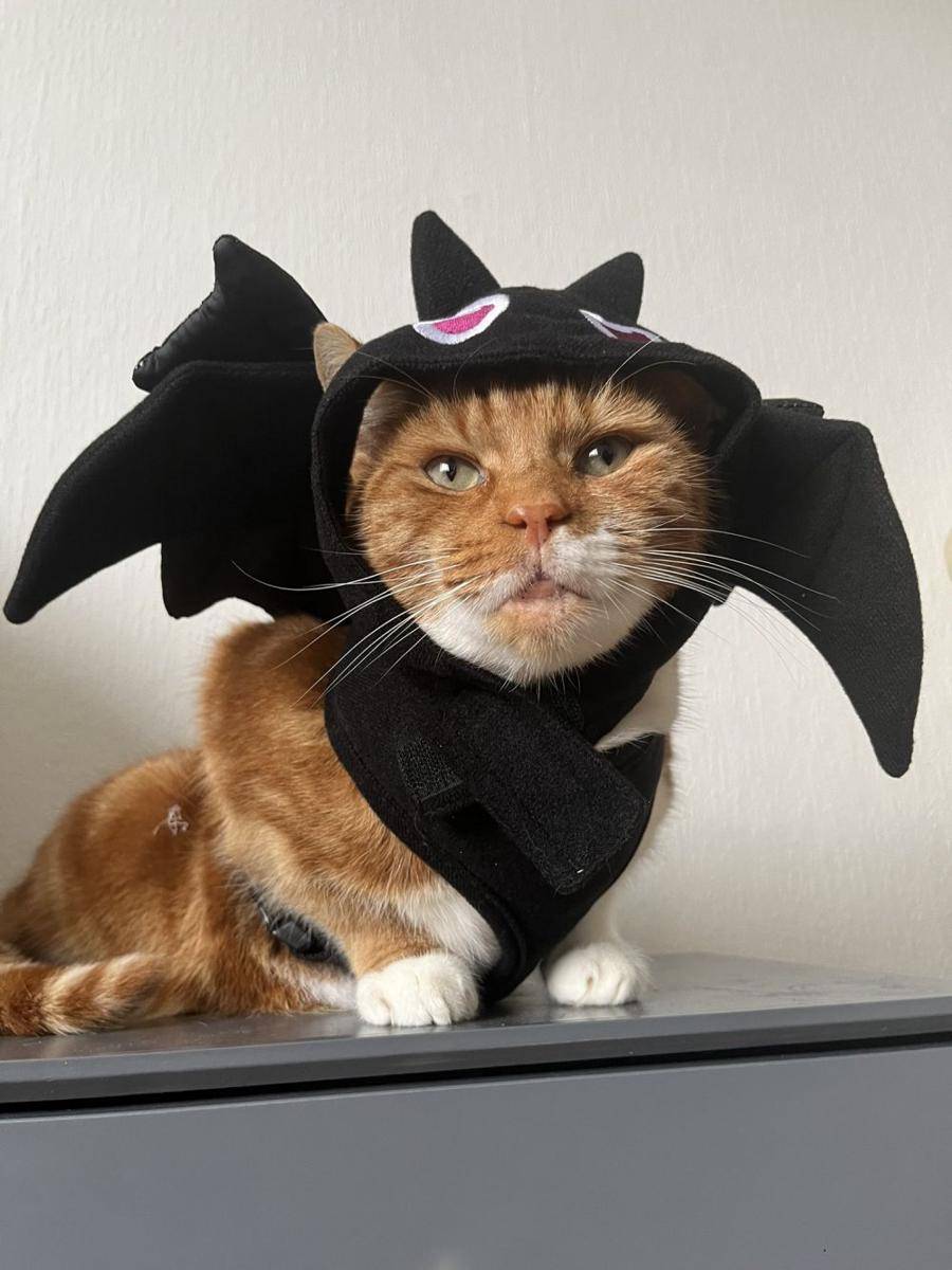 kucing drakula (twitter.com/the ginger tom)