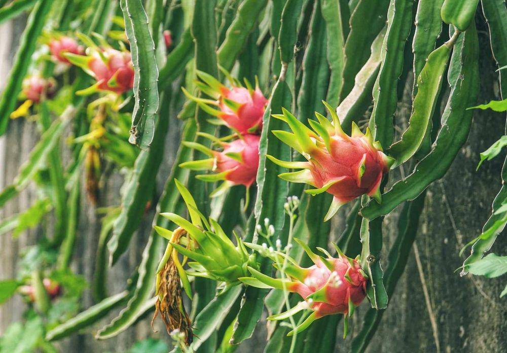 buah naga (pixabay.com/lequangutc89)