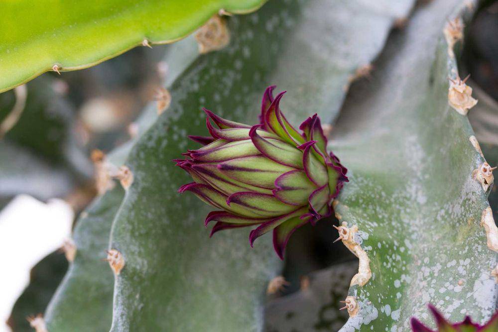 buah naga (pixabay.com/ajcespedes)