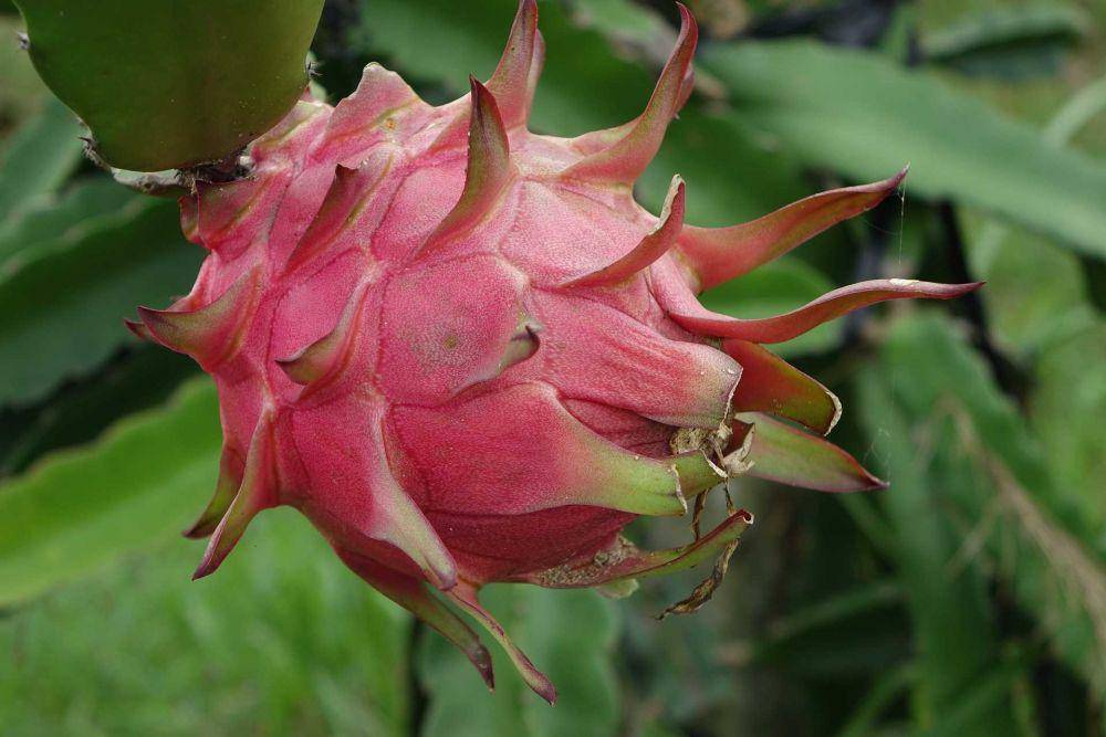 buah naga (pixabay.com/juemi)