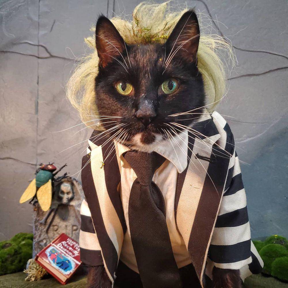 kucing berdandan jadi hantu (twitter.com/Cat Cosplay)