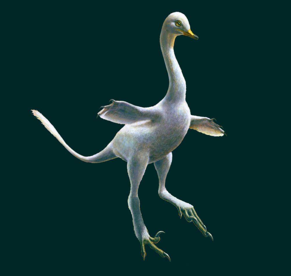 ilustrasi Halszkaraptor (sci.news)