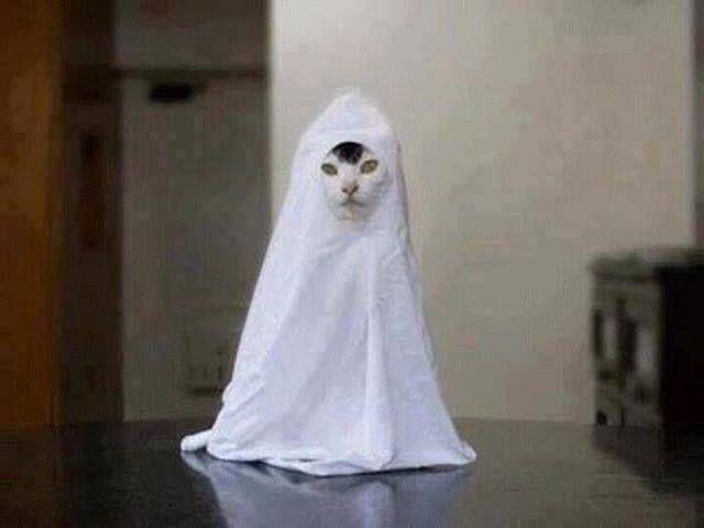 kucing memakai kostum kuntilanak (facebook.com/Tony the Hero Fire Cat)