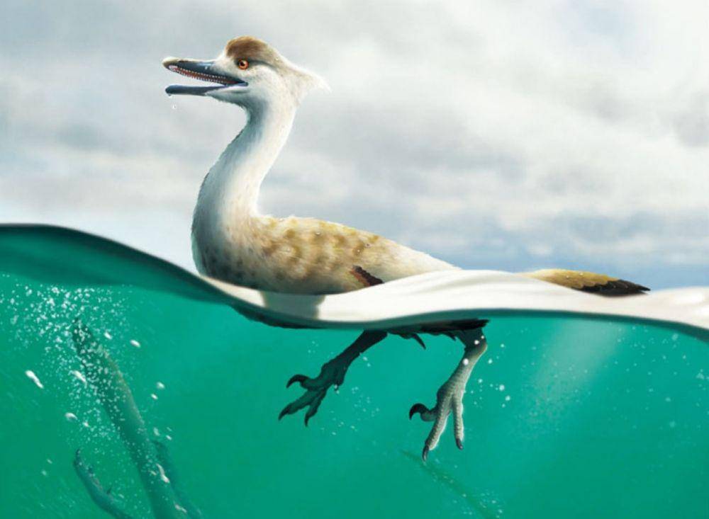 ilustrasi Natovenator polydontus (sci.news)