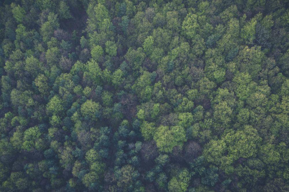 ilustrasi hutan (Pexels.com/Markus Spiske)