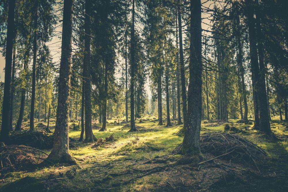 ilustrasi hutan (Pexels.com/Rudolf Jakker)
