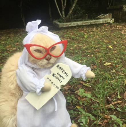 kucing memakai kostum pocong (shopee.co.id/fredilugina)