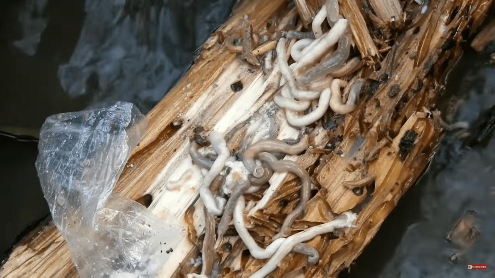 10 Fakta Tambelo, Cacing Kayu Bakau yang Bisa Disantap Mentah!
