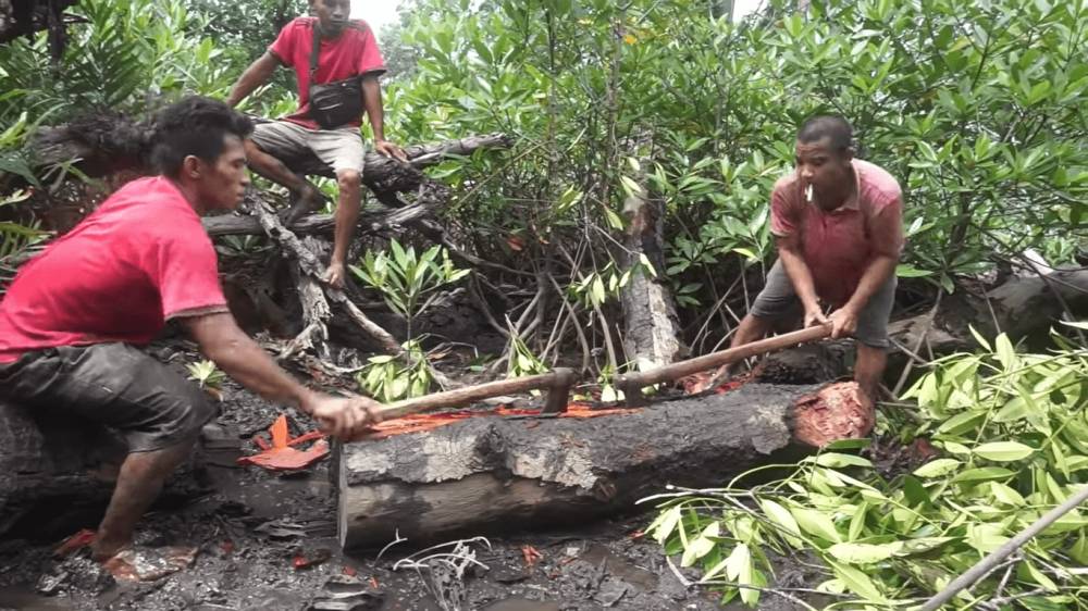 warga mencari tembiluk di hutan kayu bakau (youtube.com/Laode Chefenture)