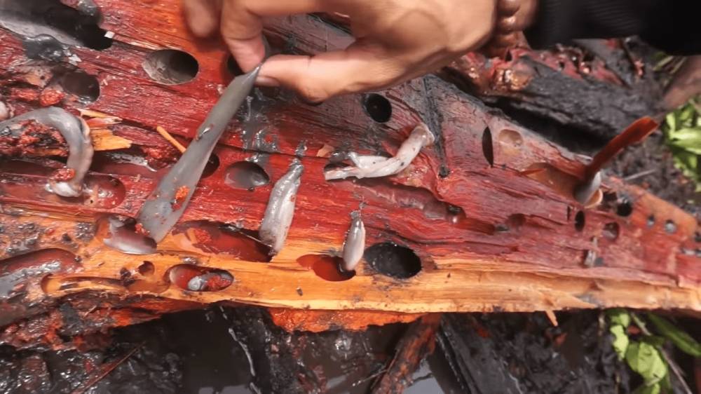 tembiluk di dalam batang kayu basah (youtube.com/Laode Chefenture)