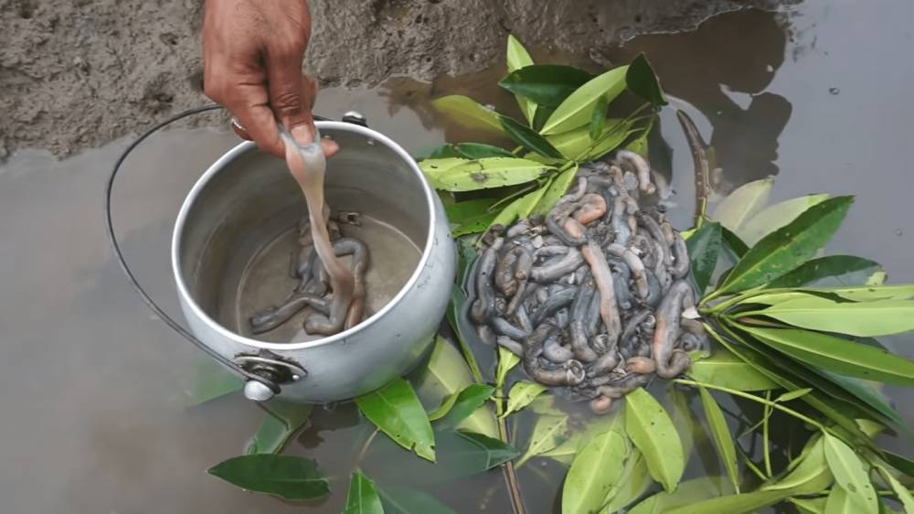 tembiluk dikumpulkan ke dalam wadah (youtube.com/Laode Chefenture)