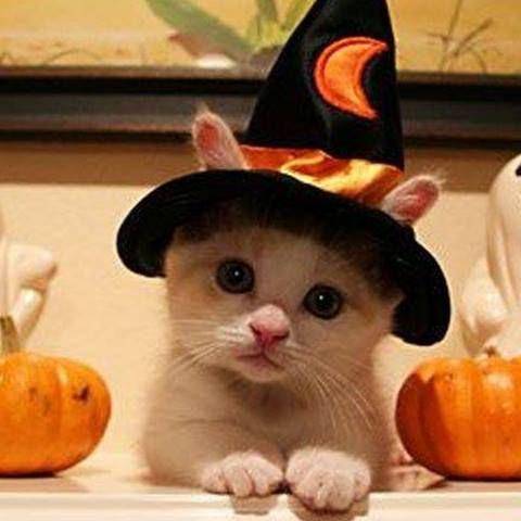 kucing memakai kostum tukang sihir (facebook.com/Witches Humor)