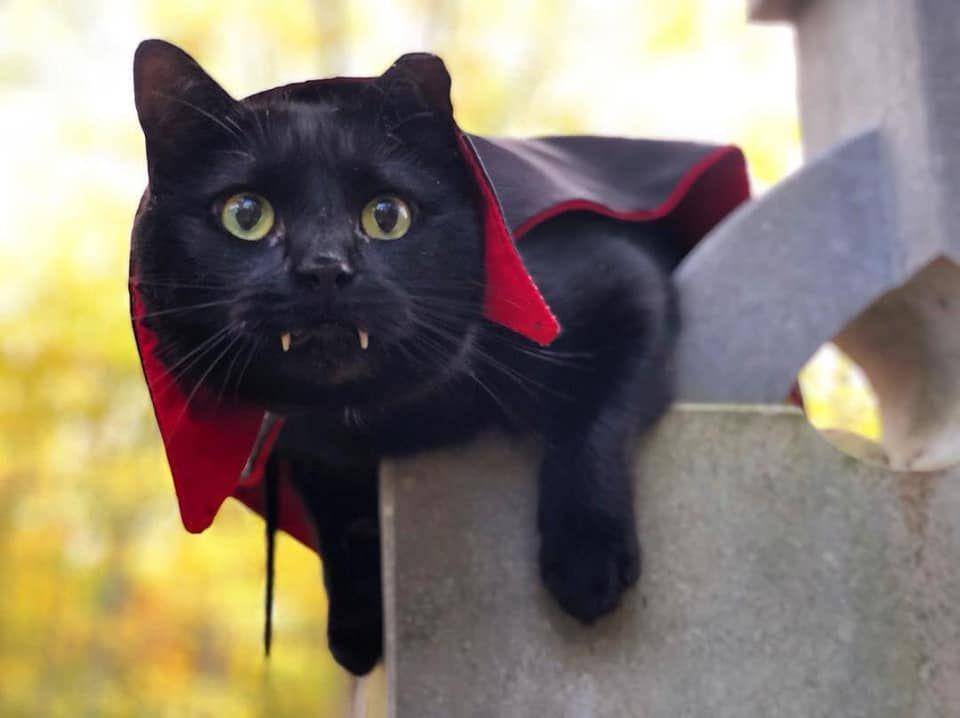 kucing memakai kostum vampir (facebook.com/Cute)
