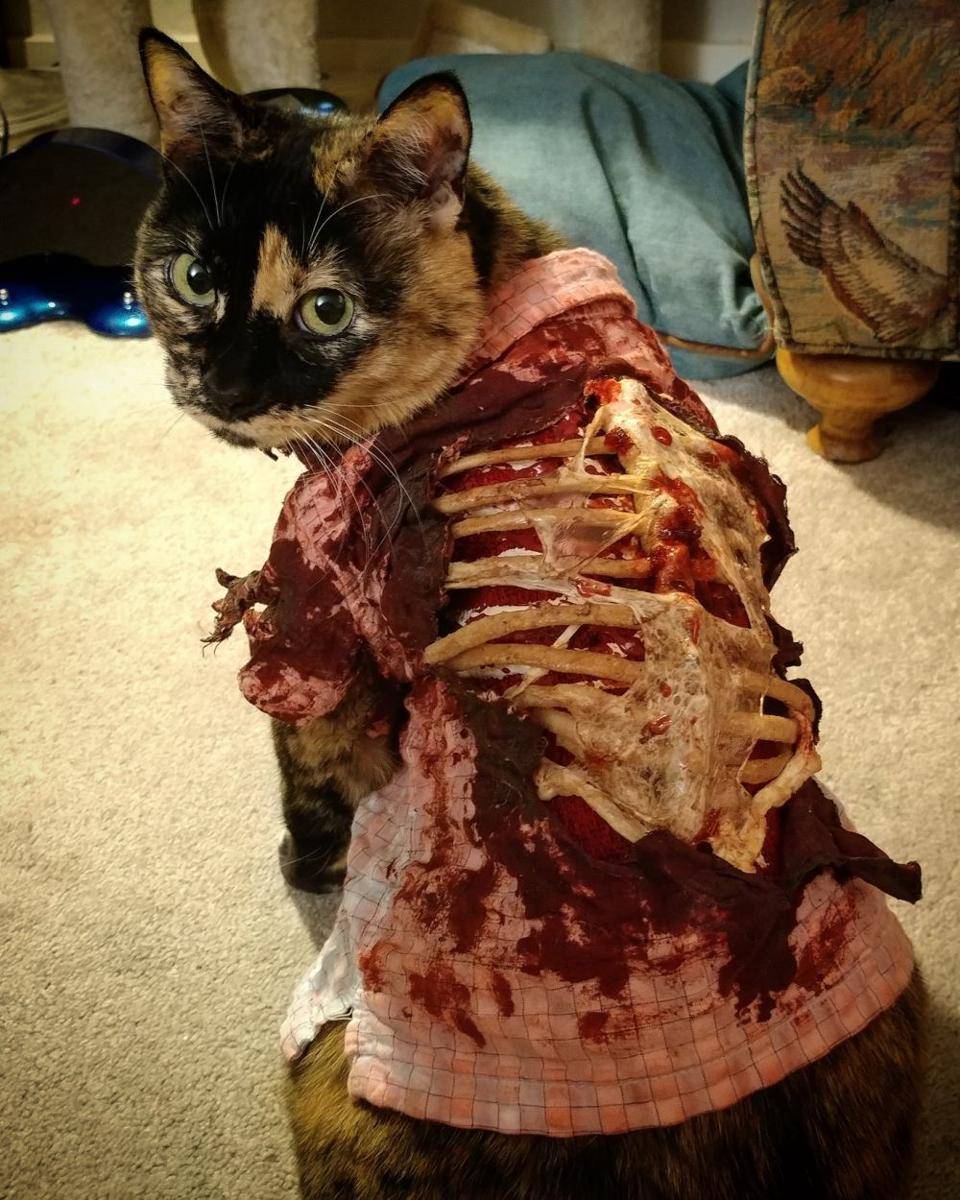 kucing memakai kostum zombie (twitter.com/Cat Cosplay)