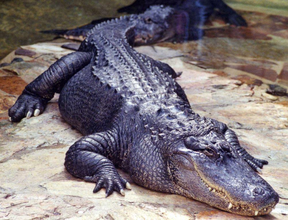 5 Fakta Black Caiman, Predator Amazon Paling Berbahaya