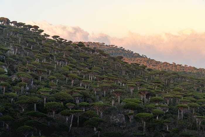 potret hutan Socotra (unsplash.com/Andrew Svk)