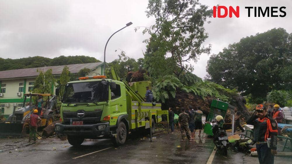 Pohon tumbang di Kota Makassar, Sulawesi Selatan, Jumat (23/12/2022). IDN Times/Ashrawi Muin
