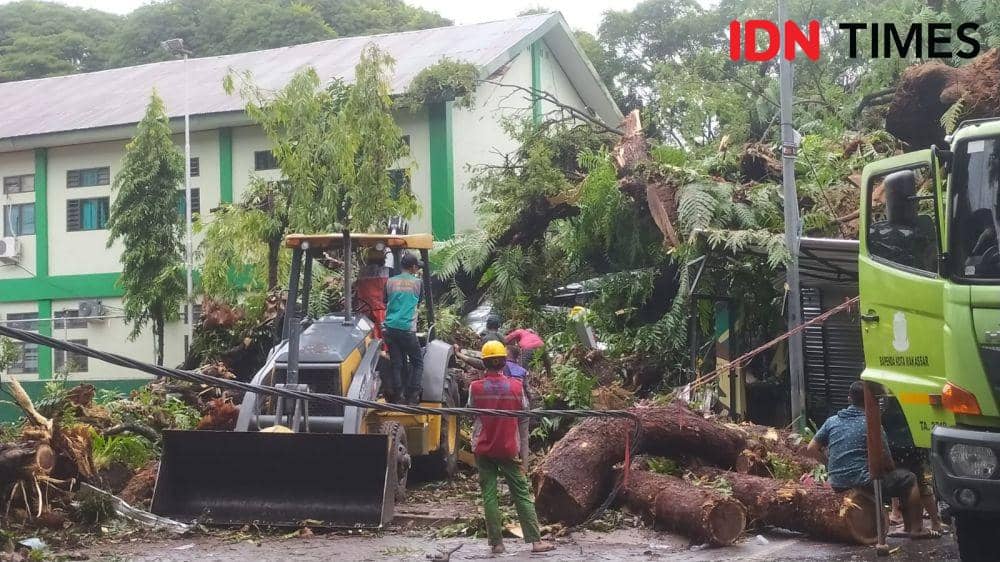 Pohon tumbang di Kota Makassar, Sulawesi Selatan, Jumat (23/12/2022). IDN Times/Ashrawi Muin