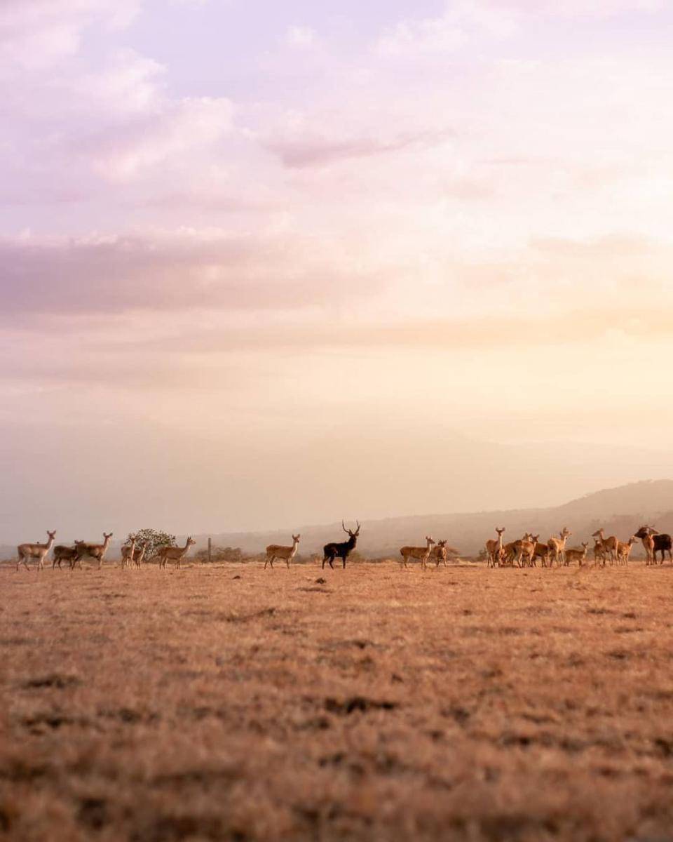 Taman Nasional Baluran (Instagram.com/ayodolan)