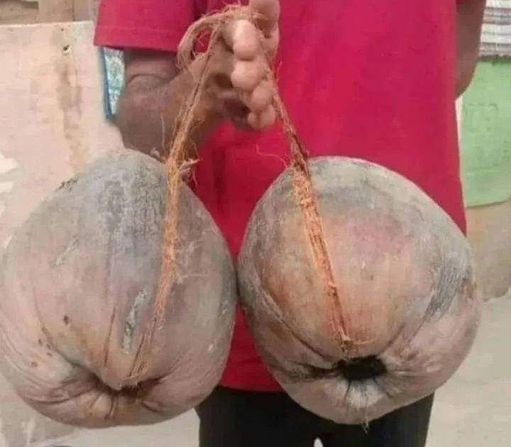 potret latto-latto gak biasa (instagram.com/humorsantuy)