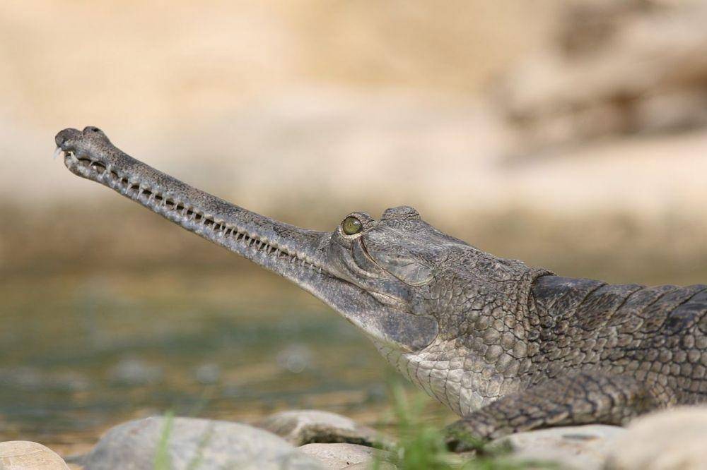 Wikimedia Commons/Ferme aux crocodiles