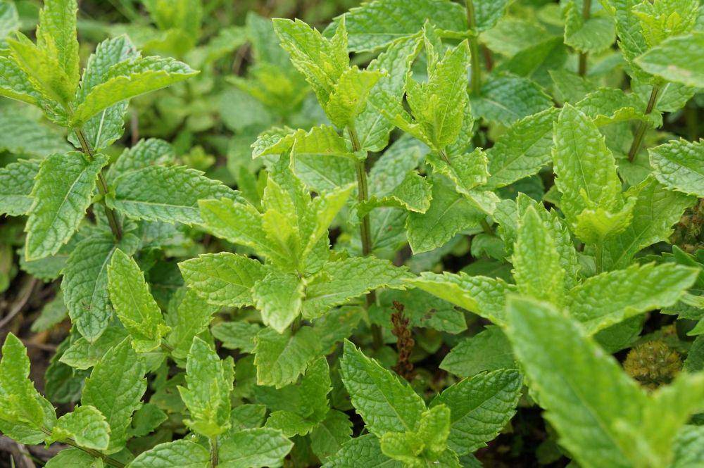 daun mint (pixabay.com/FixiPixi_deluxe)