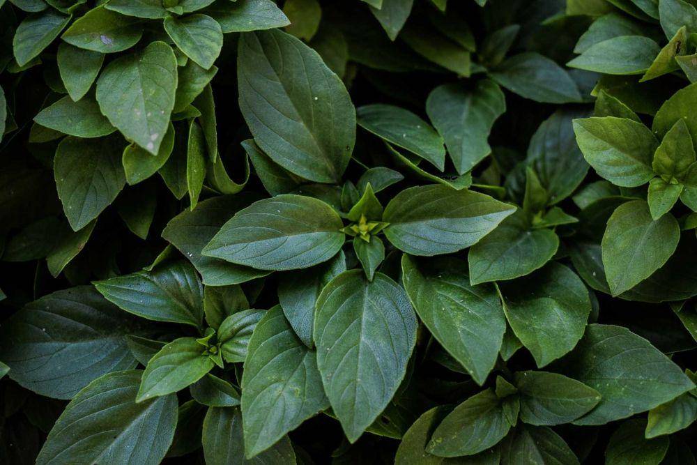 daun kemangi (pixabay.com/dimitrisvetsikas)