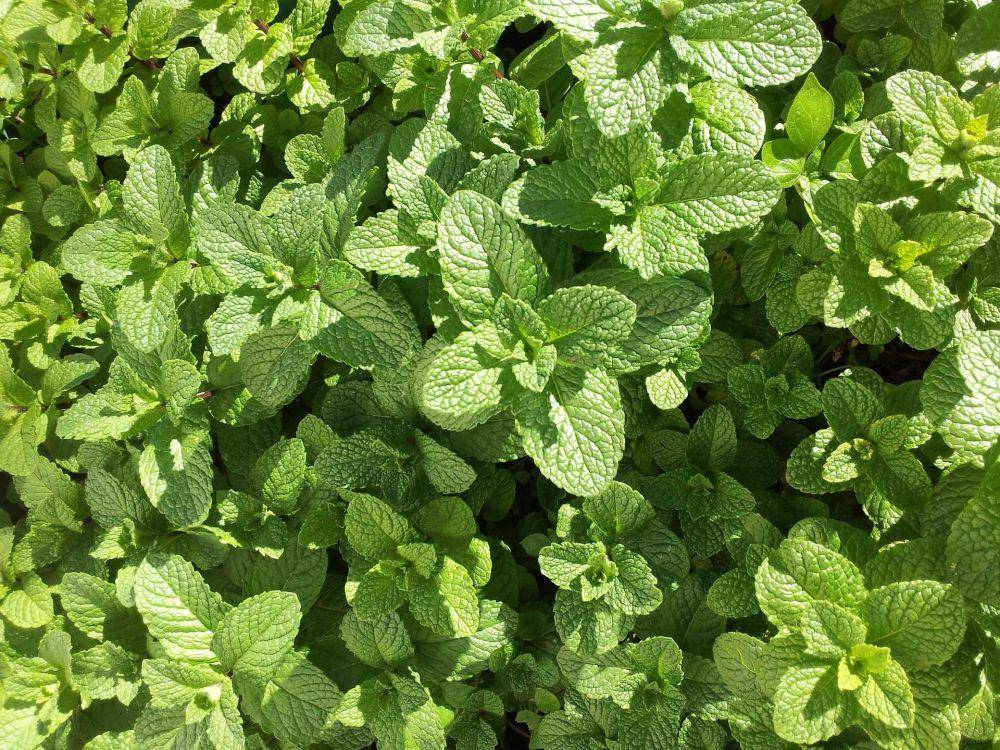 daun mint (pixabay.com/ZenFil)