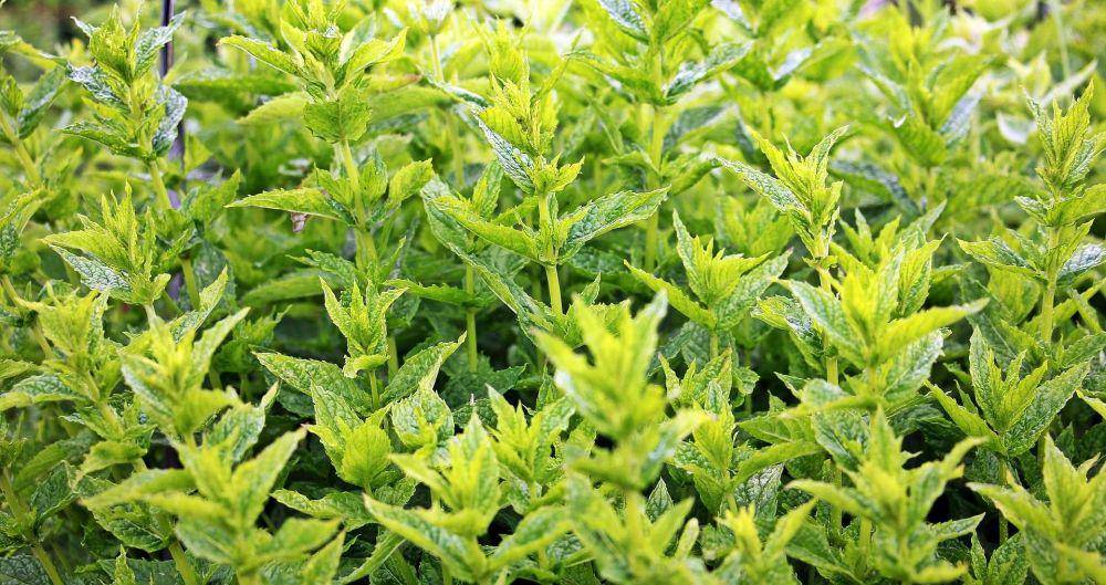 daun mint (pixabay.com/NoName_13)