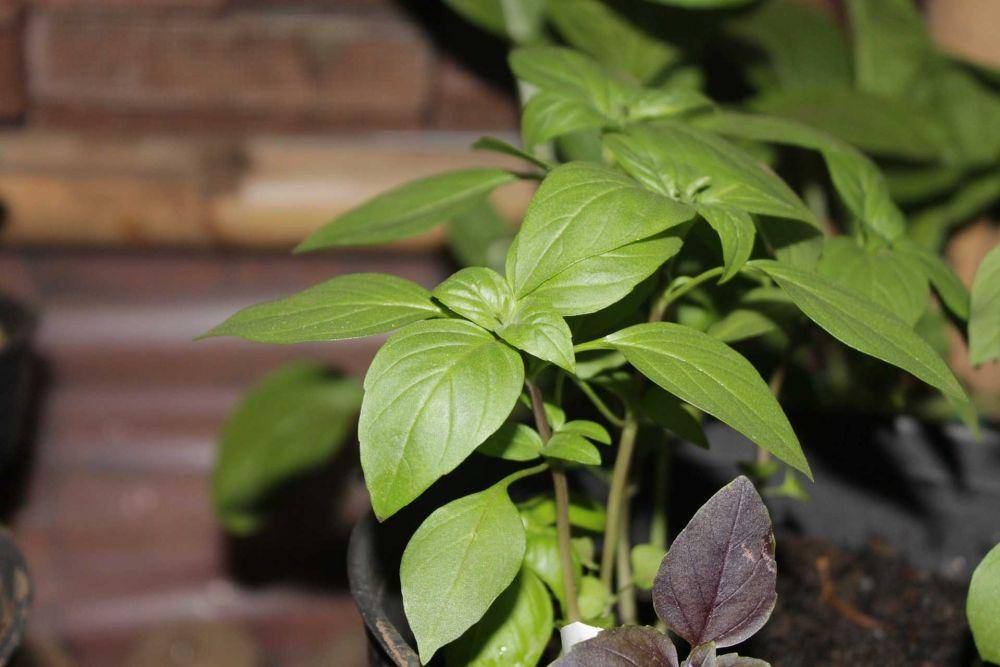 daun kemangi (pixabay.com/mayapujiati)