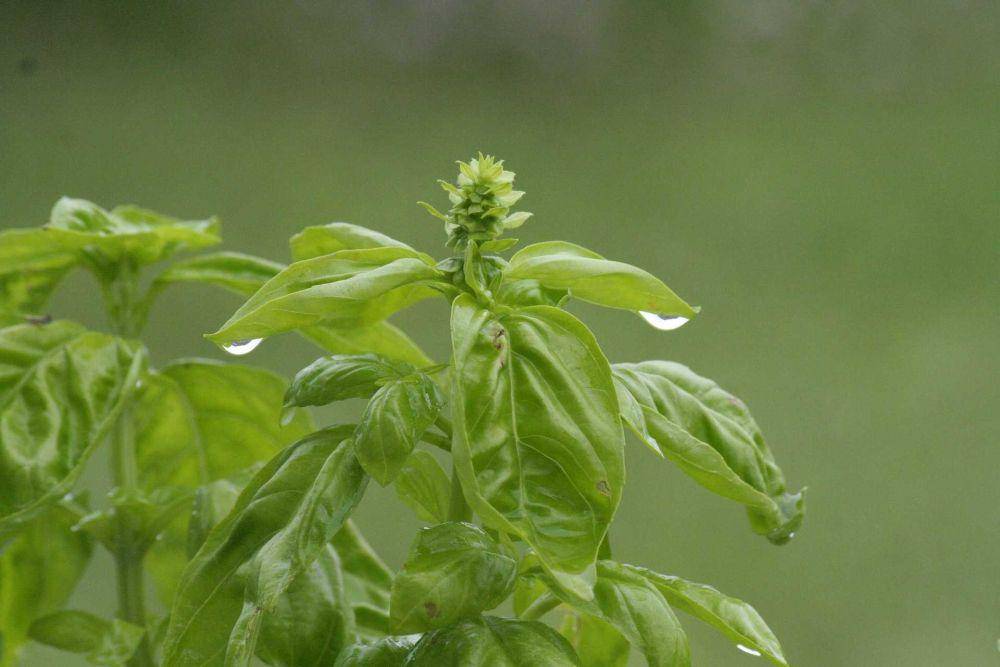 daun kemangi (pixabay.com/gregkorg)