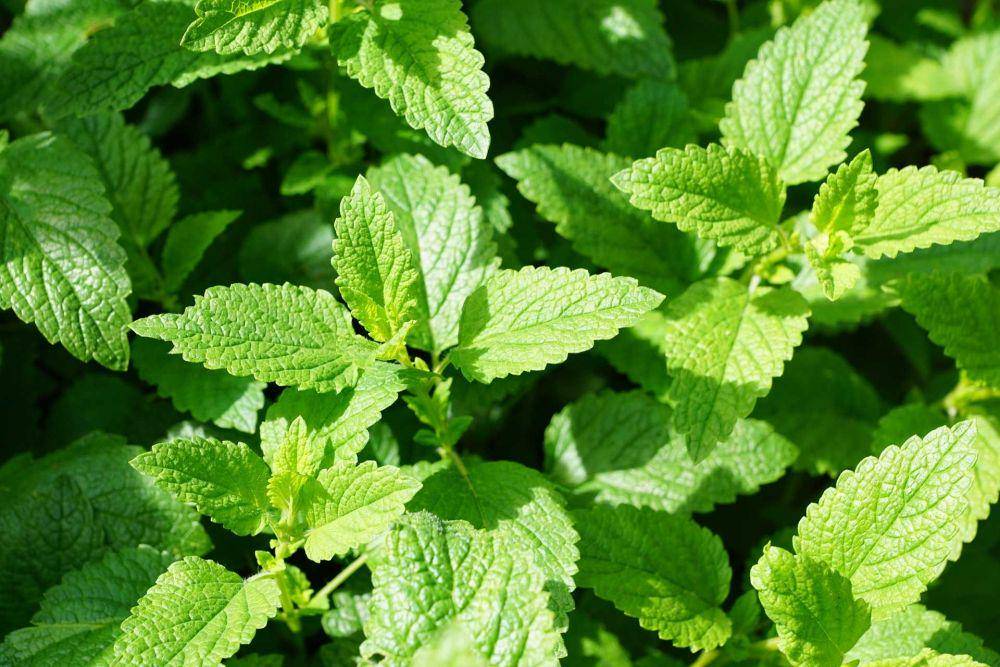 daun mint (pixabay.com/photosforyou)