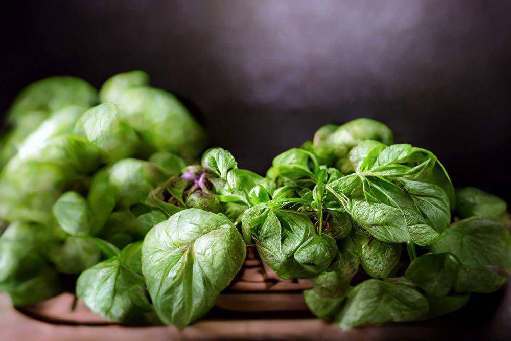 daun kemangi (pixabay.com/ProsaClouds)