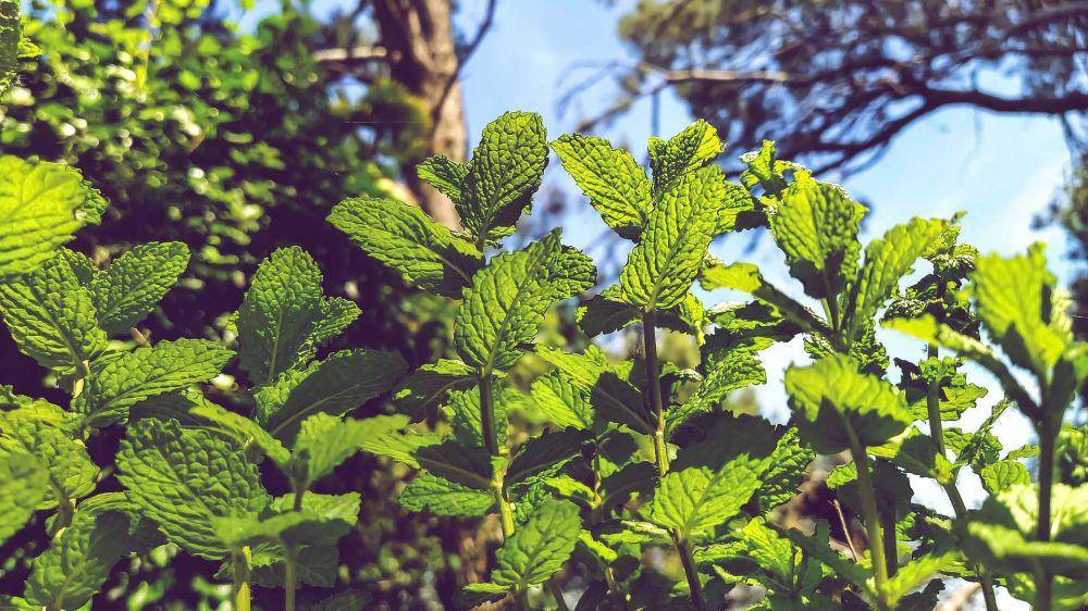 daun mint (pixabay.com/VMonte13)