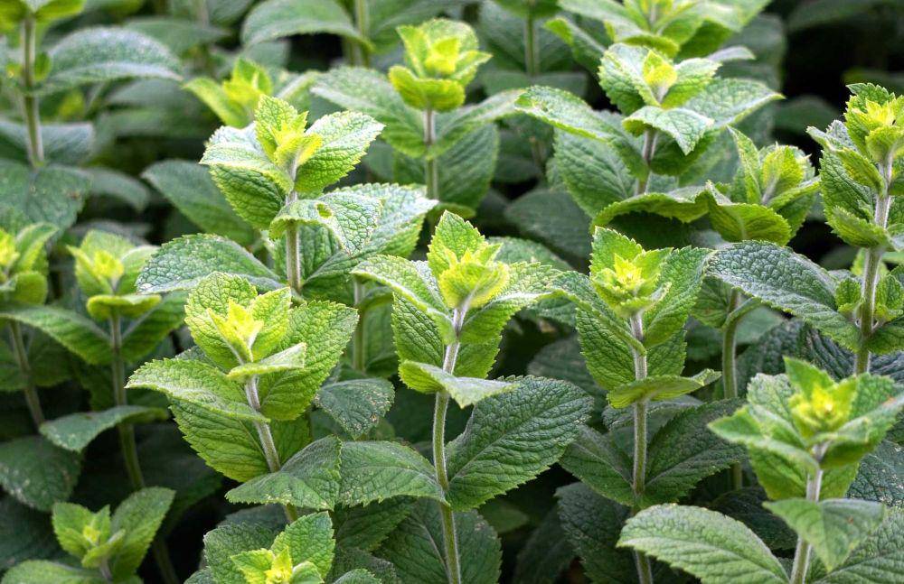 daun mint (pixabay.com/matthiasboeckel)