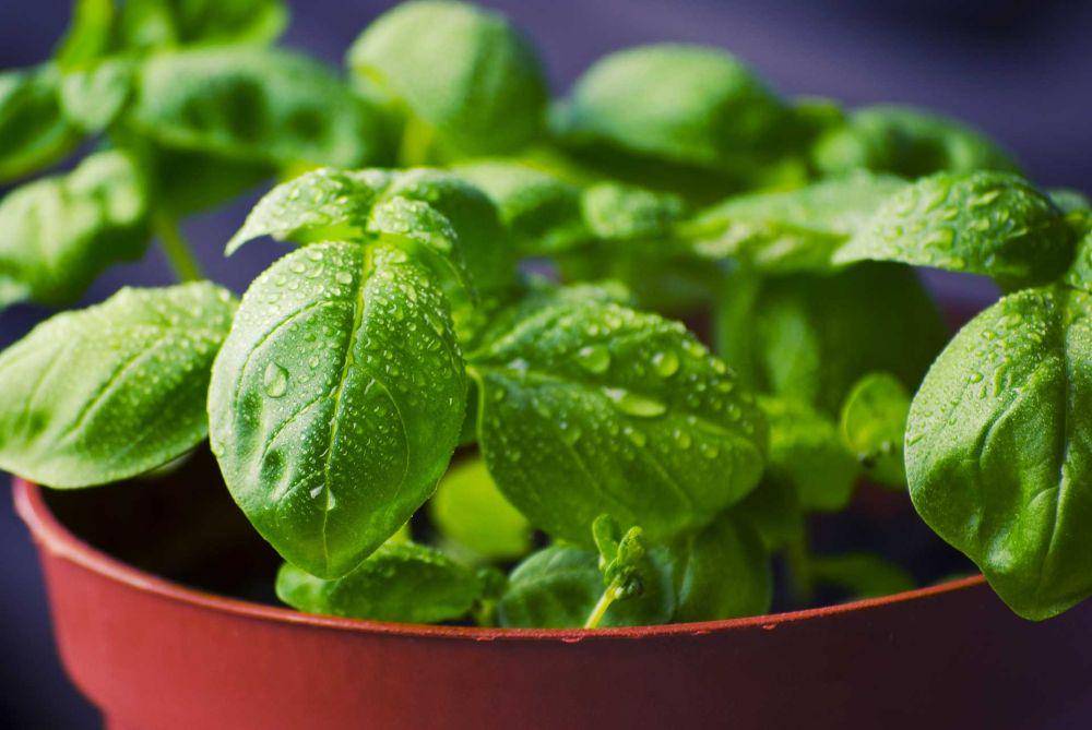 daun kemangi (pixabay.com/tookapic)