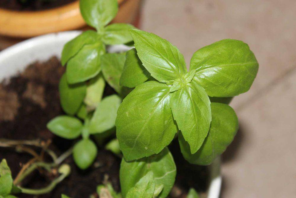 daun kemangi (pixabay.com/eladg)