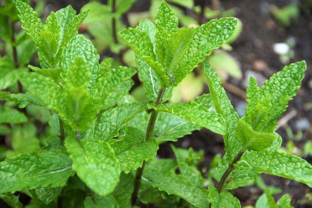 daun mint (pixabay.com/ivabalk)
