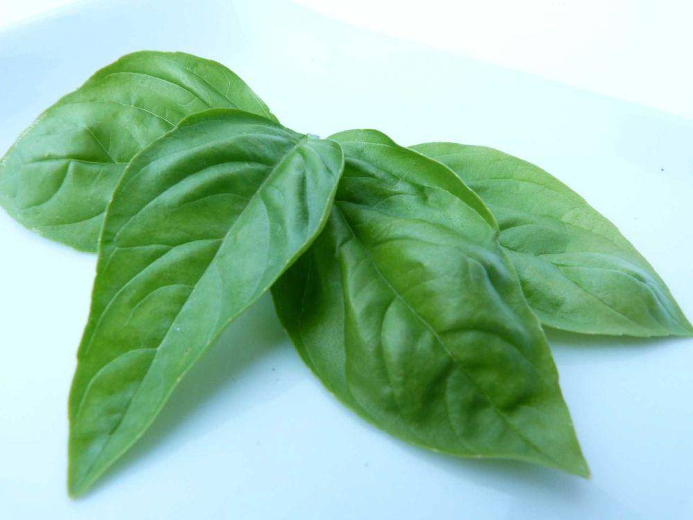 daun kemangi (pixabay.com/akvalsk)