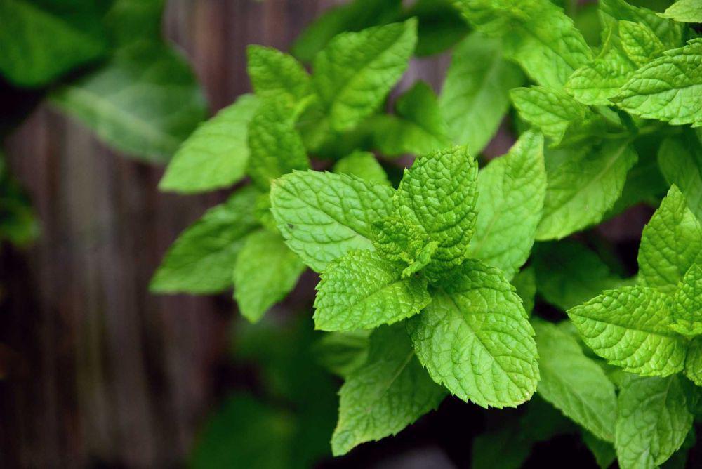 15 Fakta Menarik Daun Mint, Tanaman yang Menyimpan Segudang Manfaat