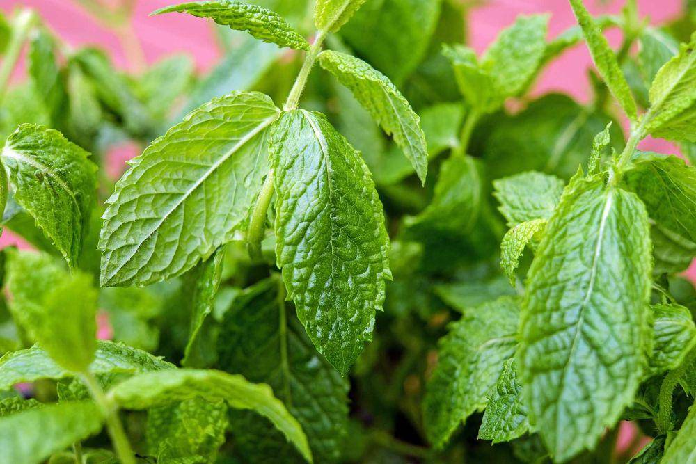daun mint (pixabay.com/Couleur)