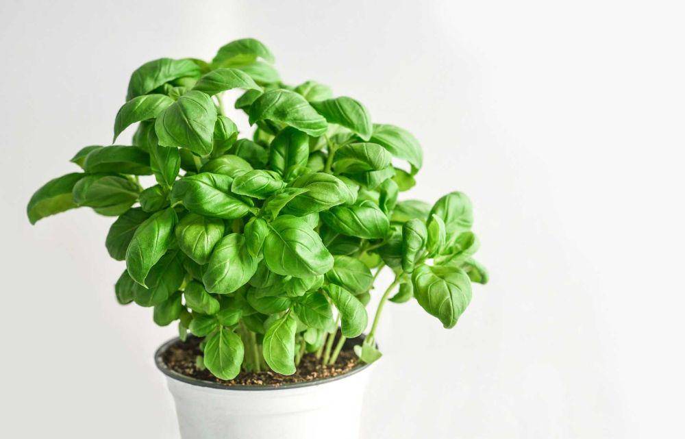 daun kemangi (pixabay.com/monicore)