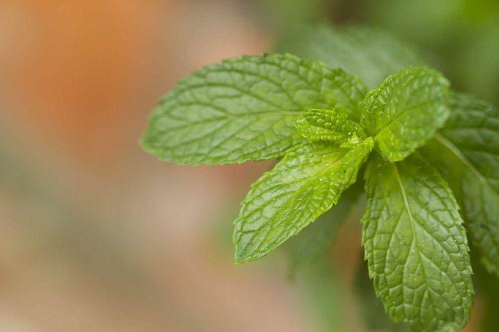daun mint (pixabay.com/77_Fotos)