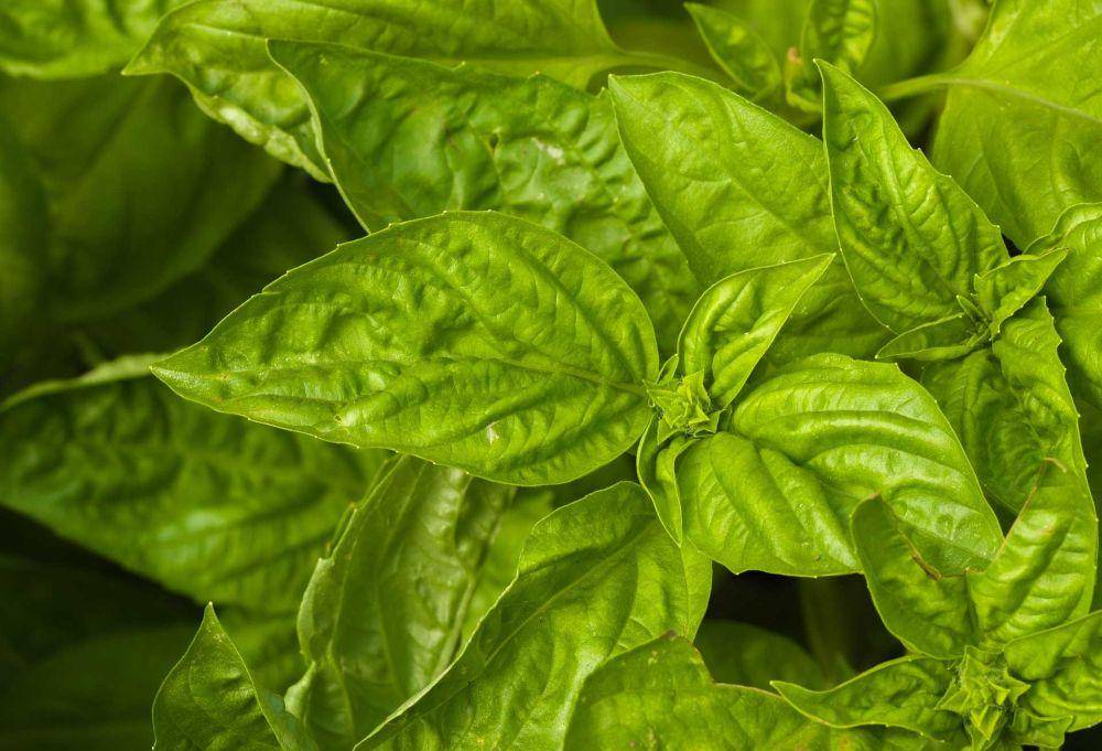 daun kemangi (pixabay.com/Sweetaholic)