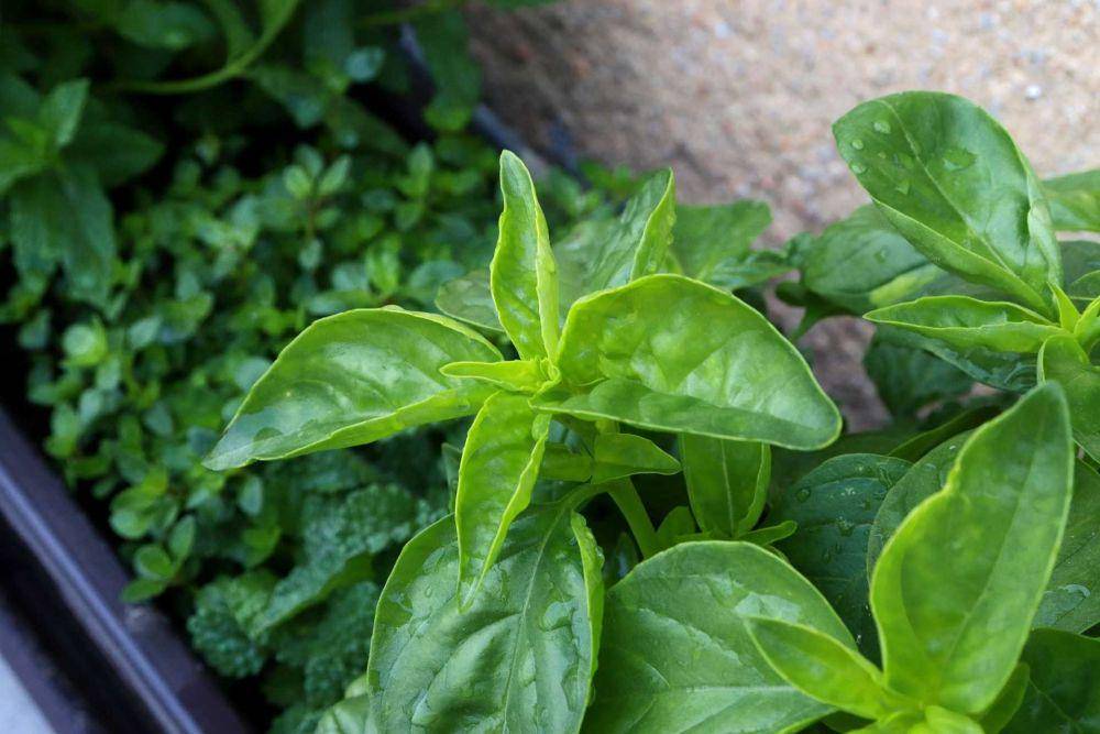 daun kemangi (pixabay.com/peterpit)