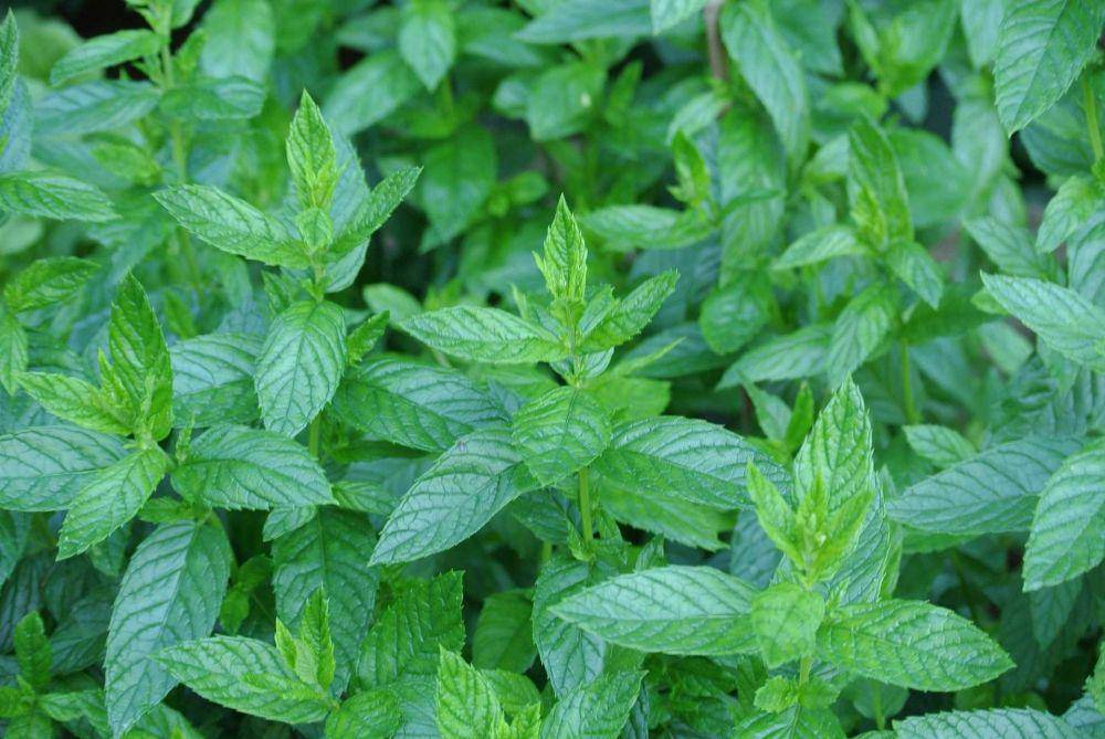 daun mint (pixabay.com/dslh)