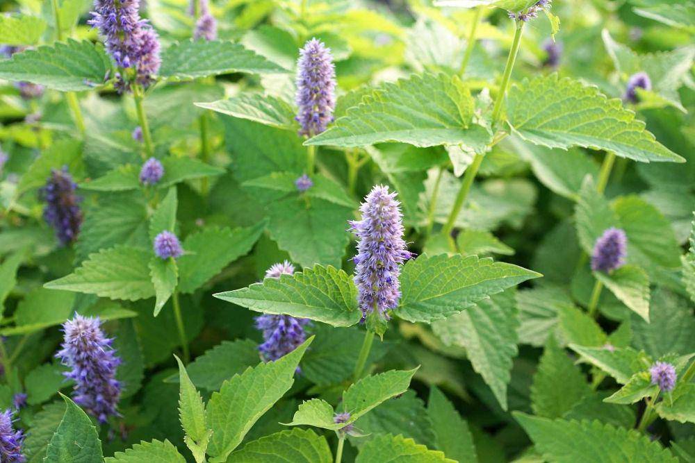daun mint (pixabay.com/photosforyou)