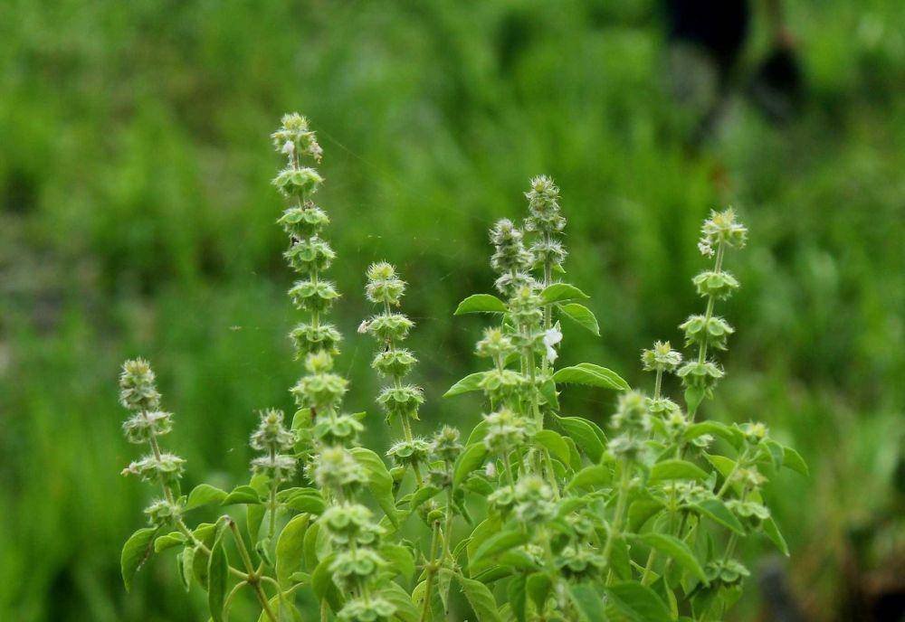 daun kemangi (pixabay.com/senjakelabu29)